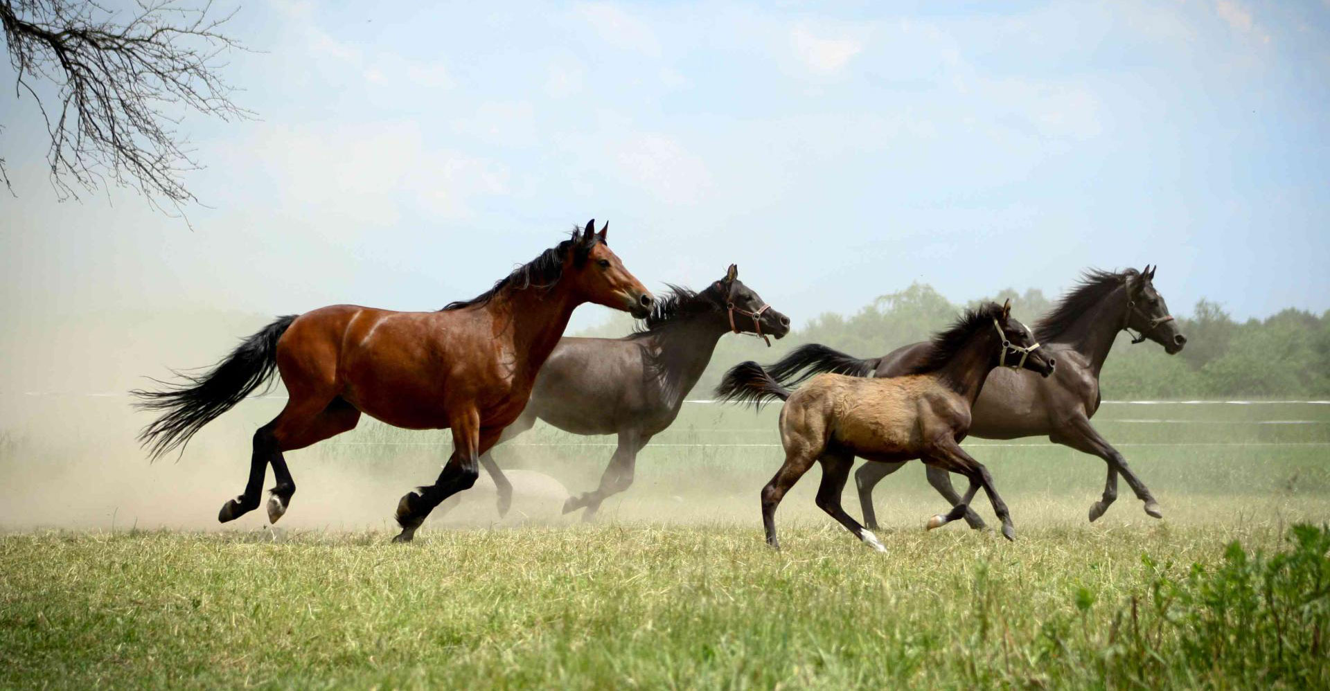 Naszą pasją są konie